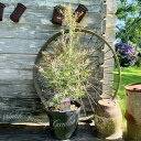 植木 メラルーカ レッドジェム 1鉢 5号【お届け中 地域限定送料無料】Melaleuca 'Red jem'レッドジム メラレウカ 常緑高木