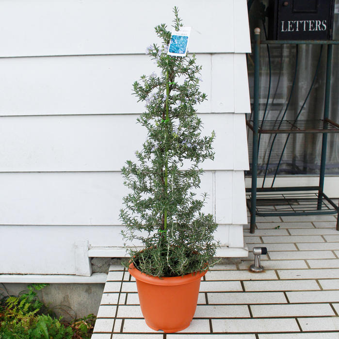 花木 ローズマリー ツリー仕立て 7号鉢 【お届け中】 Rosmarinus officinalis オーナメントツリー クリスマスツリー 鉢植え 盆栽 記念樹 花壇 生垣 玄関 鉢植え 盆栽 記念樹 花壇 生垣 玄関 送料無料一部地域を除く