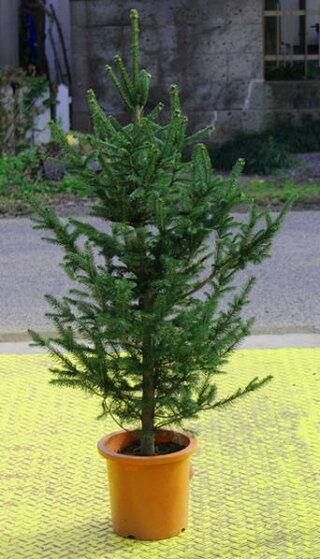 楽天市場 庭木 果樹 アクセント シンボル ツリー ゴールドクレスト クリスマスツリーにもなるサイズ ハッピーガーデン