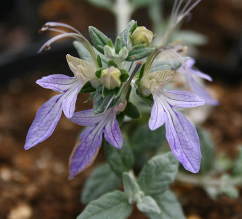 花苗 春 冬 ツリージャーマンダー 1鉢 3～3.5号【お届け中】Teucrium Fruticans 草丈中高 春 夏 カラーリーフ シュラ…