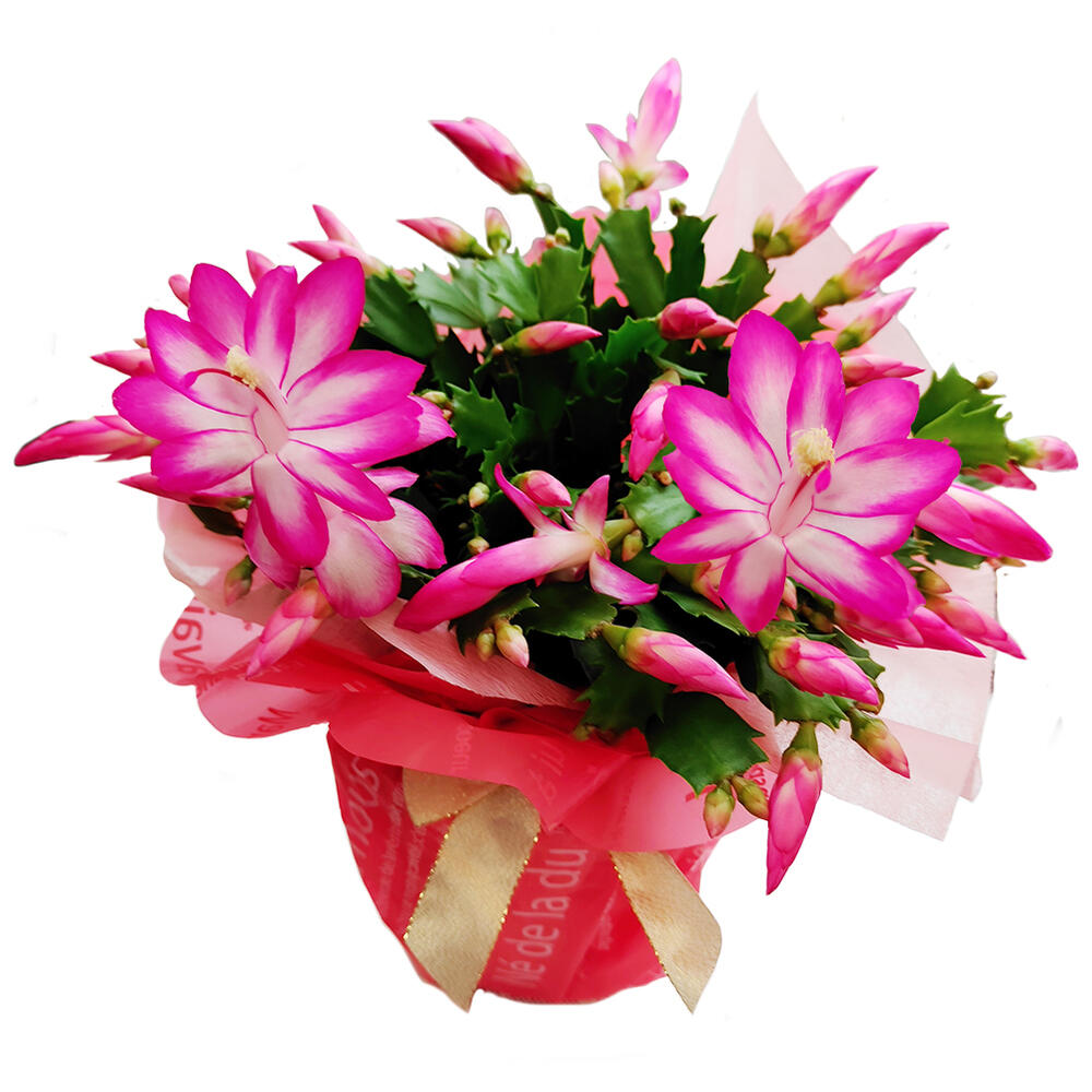 楽天市場】シャコバサボテン デンマークカクタス（花・観葉植物｜花