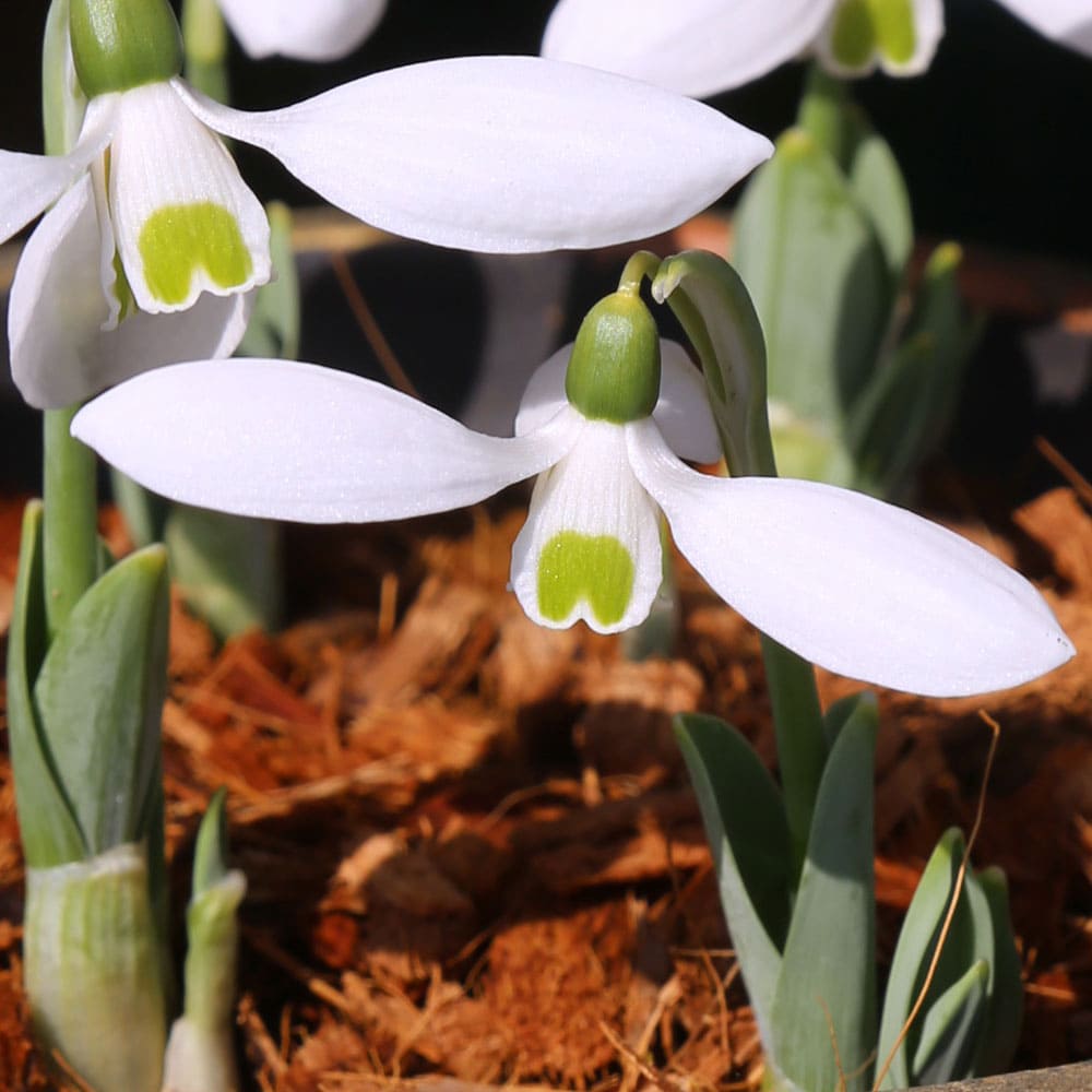 植えっぱなし球根 スノードロップ ガランサス マウントエベレスト 球根 4球セット【お届け中 中型球根 】Galanthus elwesii Mount Everest snowdrop 秋植え球根 ガーデニング 庭植え 秋 冬 ハッピーガーデン【2023BU】【COM】のサムネイル
