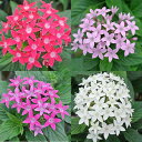 \お得なセット/花苗 ペンタス おまかせ3色3鉢セット 選べる種類 3~3.5号【お届け中】Pentas lanceolata 花壇 草花 夏の花 春苗 花の苗 多年草 非耐寒性多年草 ガーデン ガーデニング 夏苗 ハッピーガーデン HappyGarden