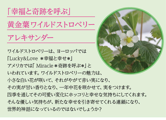 【花苗】 ワイルドストロベリー ゴールデンアレキサンドリア 1鉢3号 【お届け中】Fragaria vesca Golden Alexandria苗 宿根草 耐寒性 多年草 花苗 カラーリーフ 草丈低中 イングリッシュガーデン 鉢植え 庭植え ガーデニング 花壇