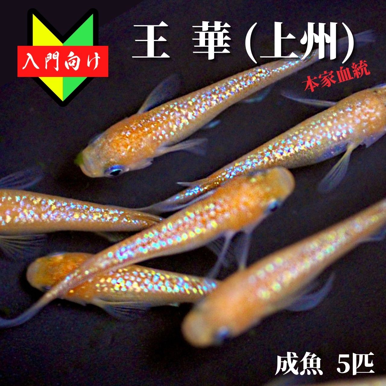 メダカ 入門【王華 成魚5匹】初心者 めだか 上州めだか 生体 観賞魚 ゾウリムシ ミジンコ PSB と同梱包可能 生クロレラ 同梱不可