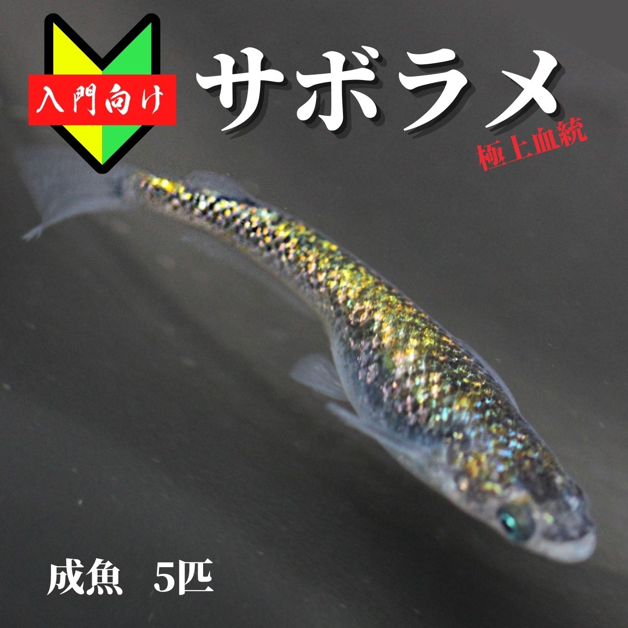 【入門用成魚5匹】メダカ サボラメ【めだか】初心者 生体 観賞魚 ゾウリムシ ミジンコ PSB と同梱包可能 生クロレラ 同梱不可のサムネイル