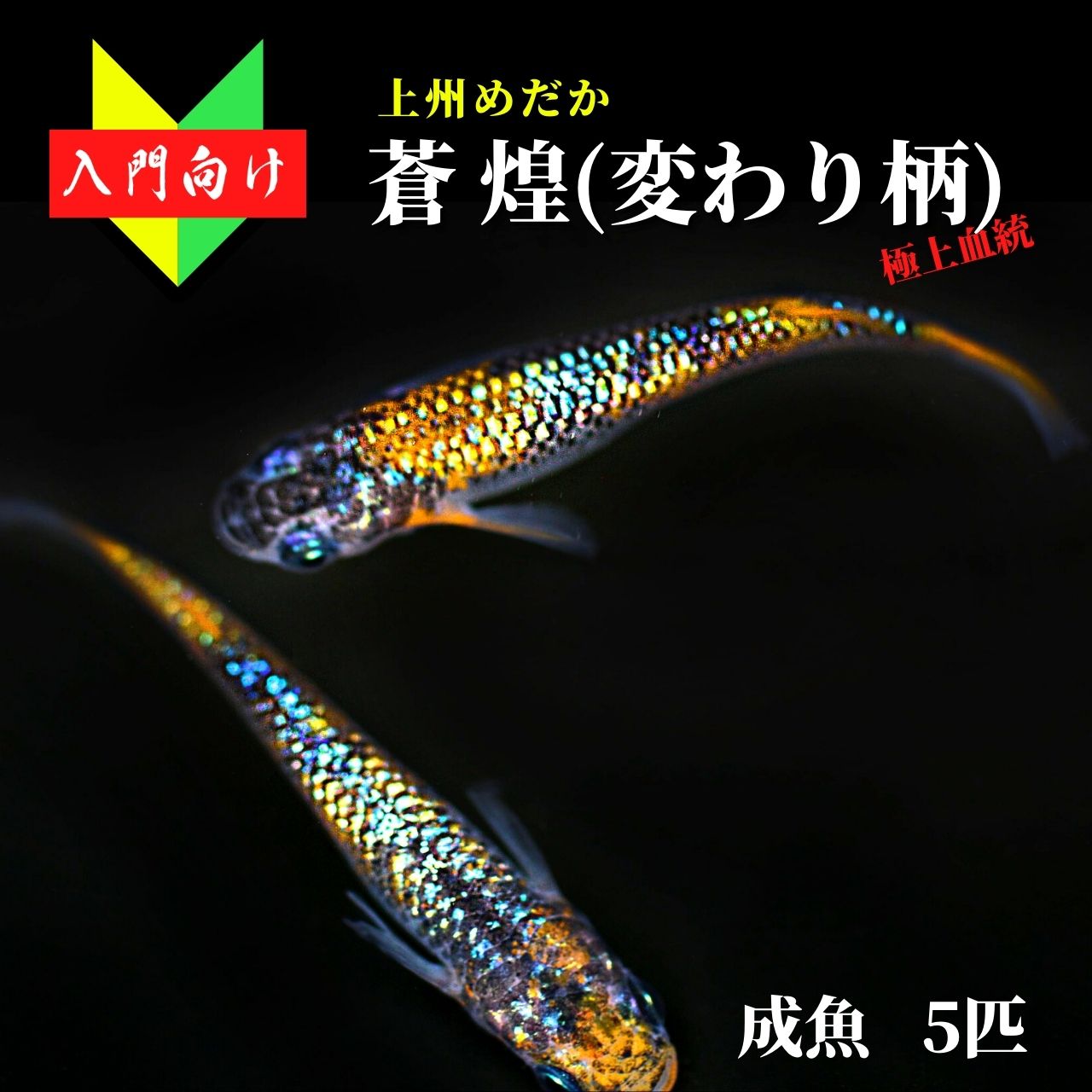 メダカ 入門 上州めだか【蒼煌 そうこう 変わり柄 成魚5匹】初心者 めだか 生体 観賞魚 ゾウリムシ ミジンコ PSB と同梱包可能 生クロレラ 同梱不可のサムネイル