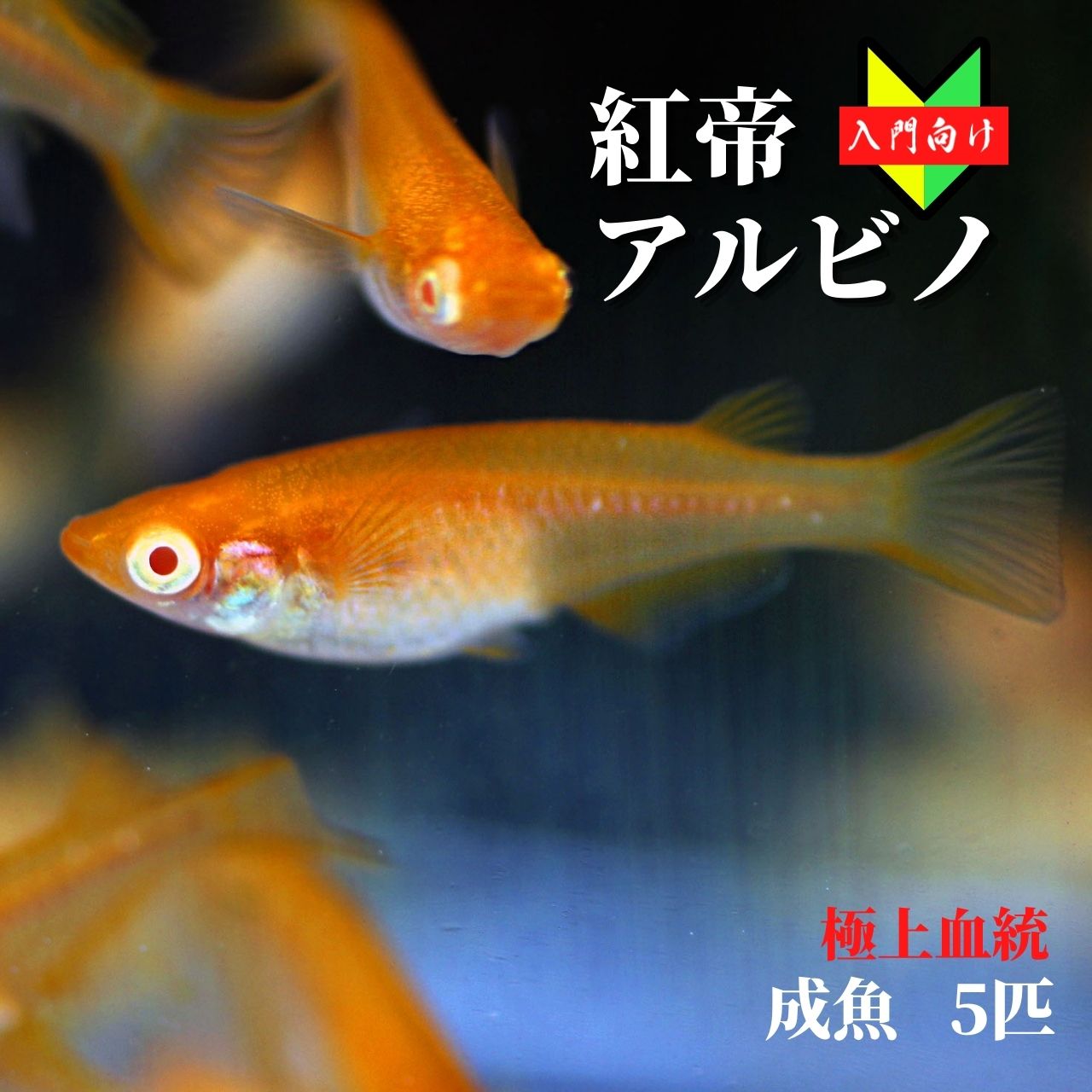 メダカ 入門【紅帝アルビノ 成魚5匹】こうてい 初心者 めだか 生体 観賞魚 ゾウリムシ ミジンコ PSB と同梱包可能 生クロレラ 同梱不可