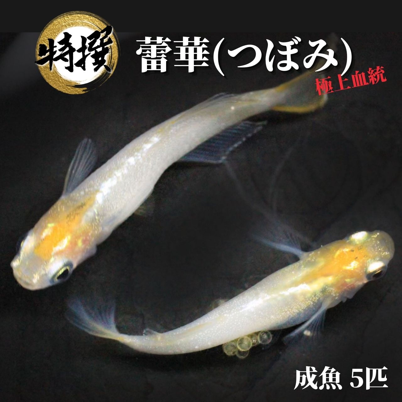 メダカ【蕾華 成魚5匹】つぼみ めだか 観賞魚 ゾウリムシ ミジンコ PSB と同梱可能 生クロレラ同梱不可のサムネイル