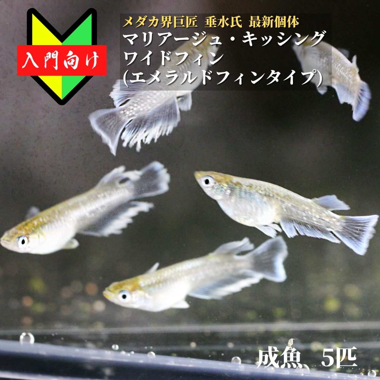 メダカ 入門エメキン 初心者 めだか 生体 観賞魚 ゾウリムシ ミジンコ PSB と同梱包可能 生クロレラ 同梱不可