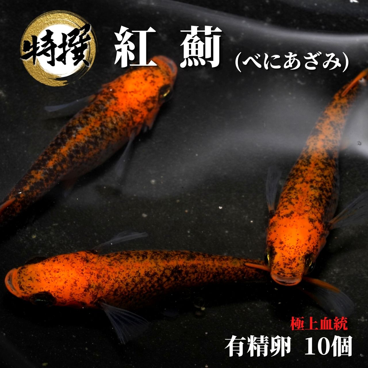 ͭ10ġۥ 驡ڤۤ٤ˤ Ѿ޵ ޤ ॷ ߥ PSB Ʊǽ ƱԲ