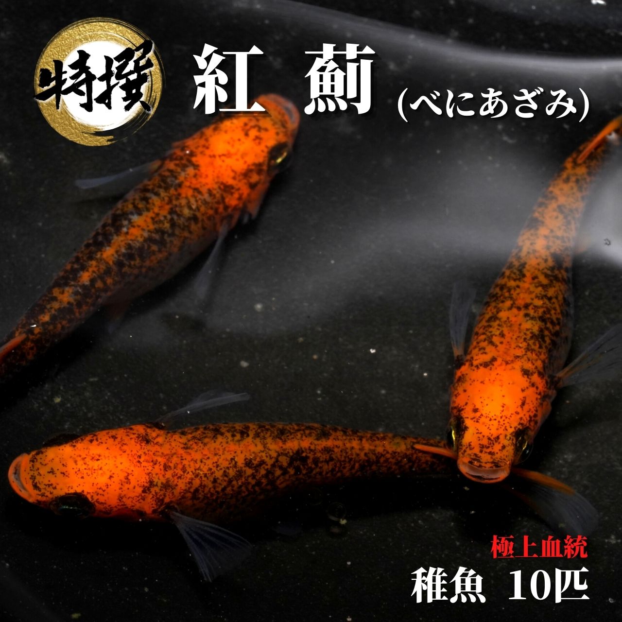 ☆★5/31 21時～6/6迄限定1,500円OFFクーポン★☆【稚魚10匹】メダカ 紅薊 【送料無料】めだか 目高 べにあざみ 生体 ちぎょ 観賞魚 ゾウリムシ ミジンコ PSB と同梱可能 生クロレラ同梱不可