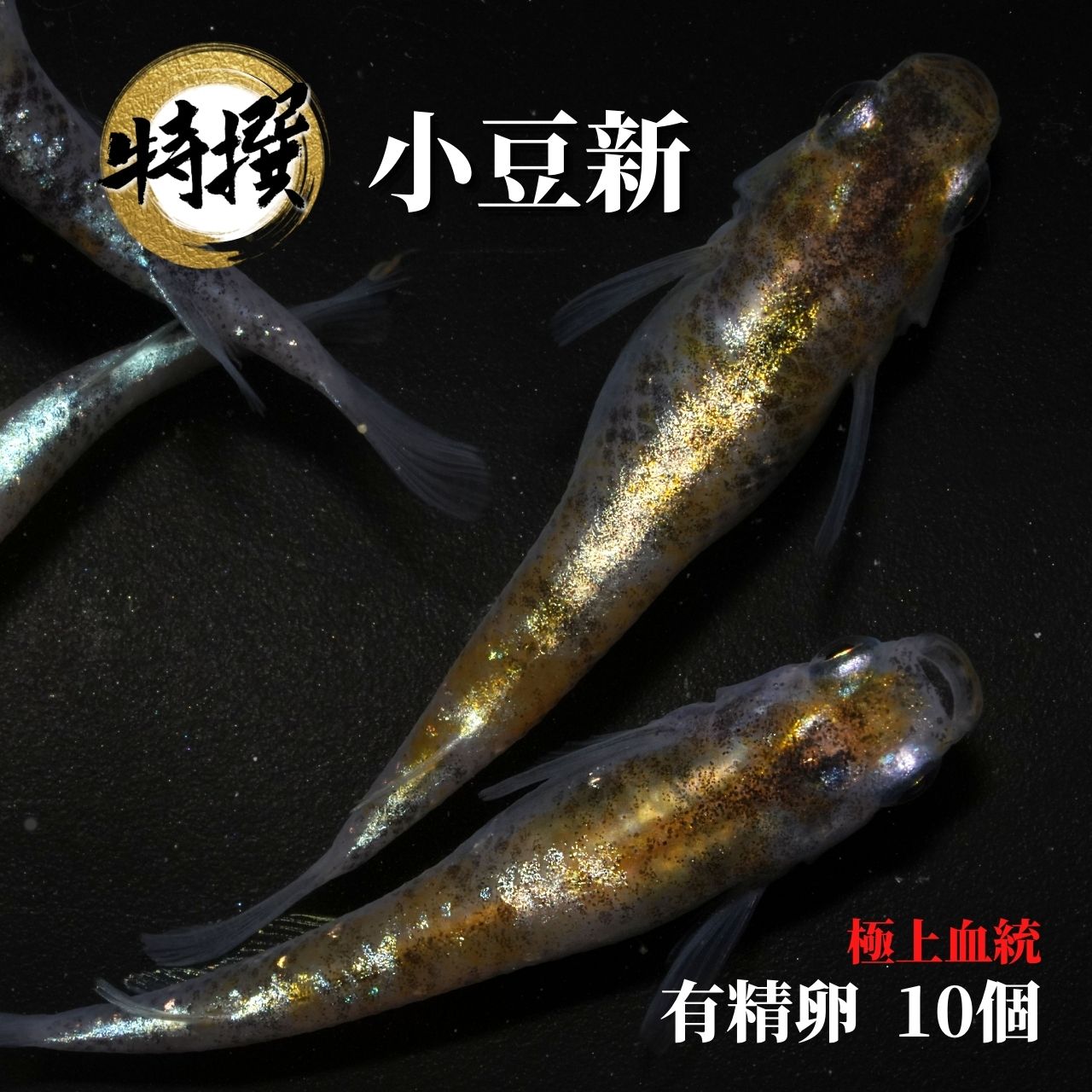 メダカ 卵【小豆新 有精卵 10個】観賞魚 めだか たまご　ゾウリムシ ミジンコ PSB と同梱可能 生クロレラ同梱不可のサムネイル