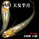 メダカ 卵【天女半月 有精卵 10個】観賞魚 めだか たまご ゾウリムシ ミジンコ PSB と同梱可能 生クロレラ同梱不可