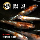 メダカ 卵【陽炎 有精卵 10個】観賞魚 めだか たまご　ゾウリムシ ミジンコ PSB と同梱可能 生クロレラ同梱不可