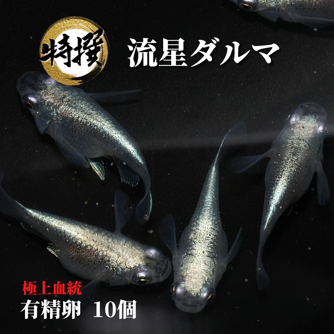 メダカ 卵【流星ダルマ 有精卵 10個】観賞魚 めだか たまご ゾウリムシ ミジンコ PSB と同梱可能 生クロレラ同梱不可