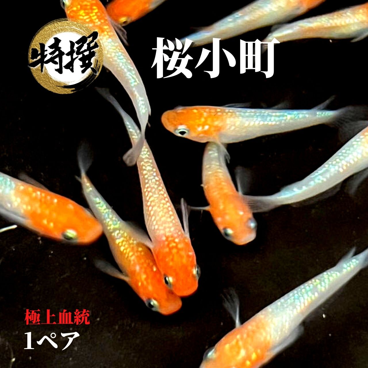 メダカ【桜小町 1ペア】めだか ゾウリムシ ミジンコ PSB と同梱可能 生クロレラ同梱不可のサムネイル