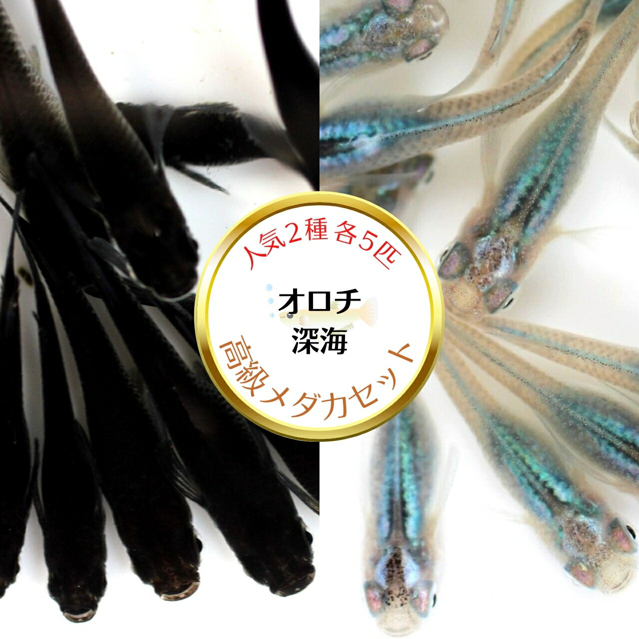10ɤۥ ͵2ॻåȡ̵ۥ    ߥ ॷ PSB Ʊǽ ƱԲ