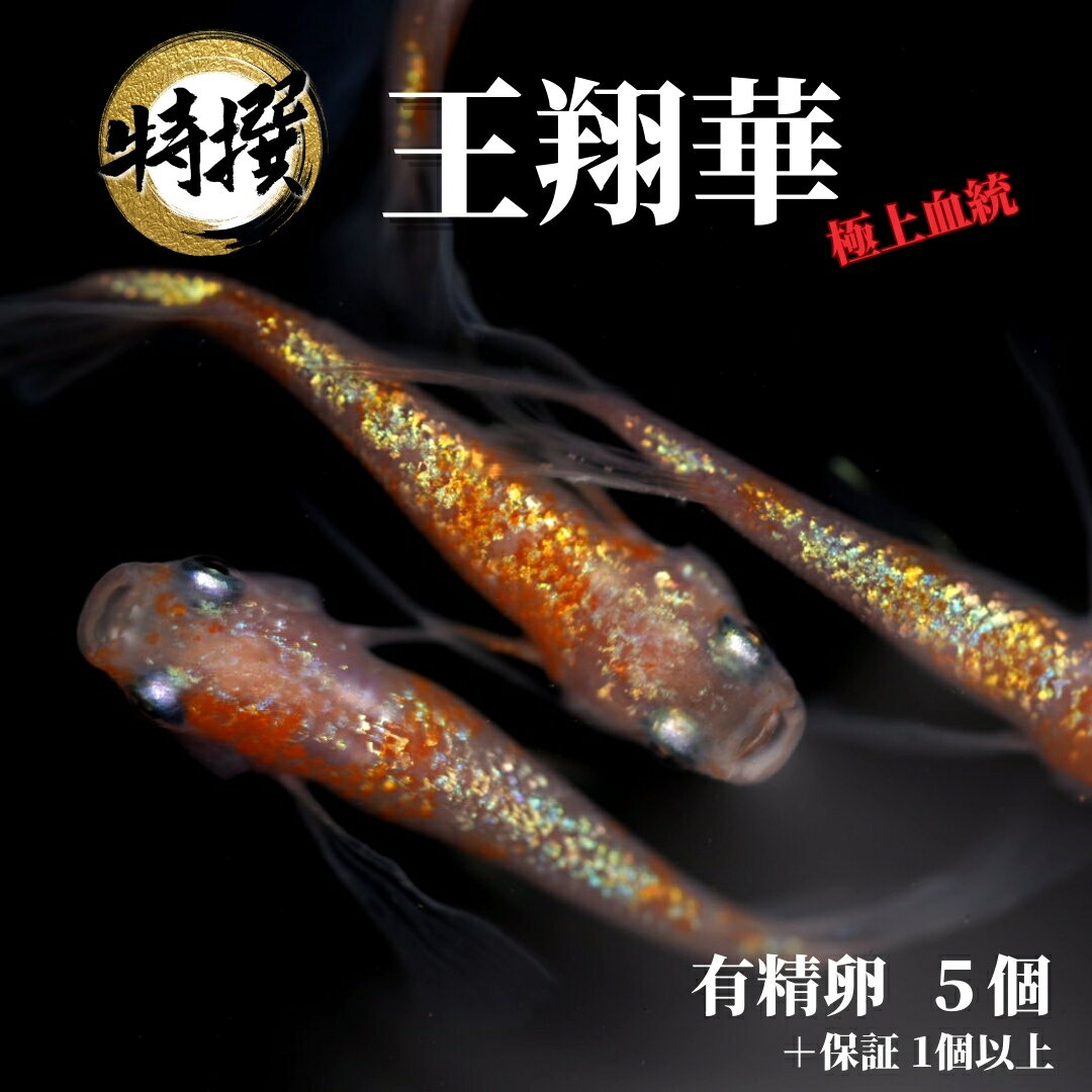  ڲƲ ͭ5ġۤ礦  ҥĹ ॷ ߥ PSB Ʊǽ ƱԲ