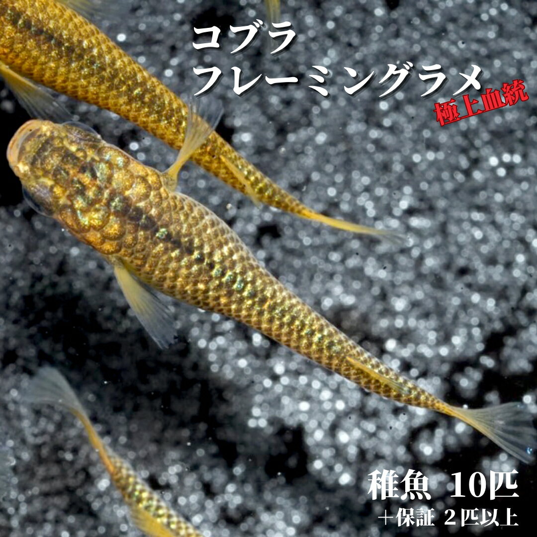 【稚魚10匹】メダカ コブラフレーミングラメ【送料無料】めだか 生体 目高 ラメ 観賞魚 ゾウリムシ ミジンコ PSB と同梱可能 生クロレラ同梱不可のサムネイル