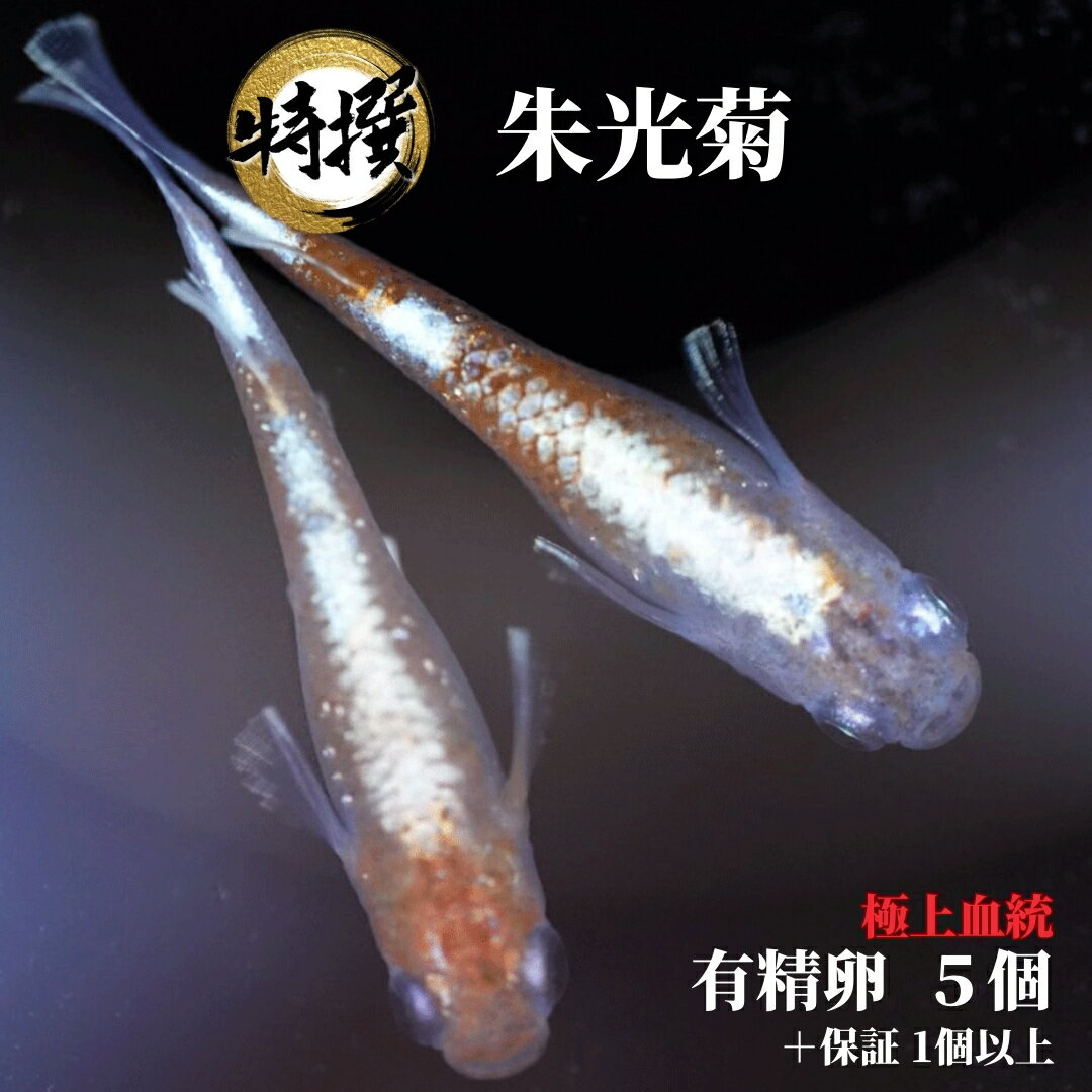 ͭ5ġۥ ơڤۥॷ ߥ PSB Ʊǽ ƱԲ