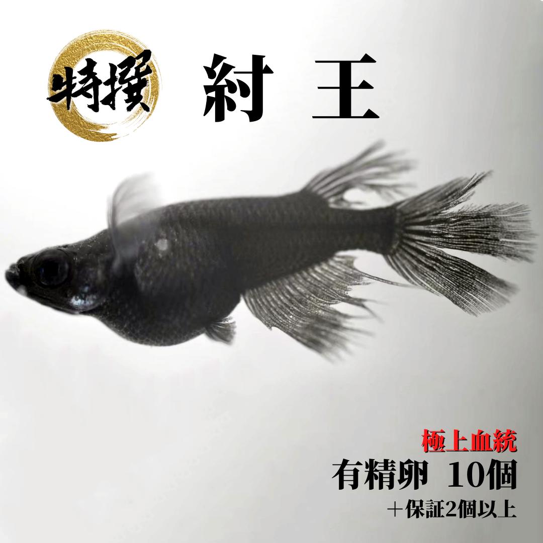 ͭ10ġۥ 塲ڤܹ  夦 է  ॷ ߥ PSB Ʊǽ ƱԲ