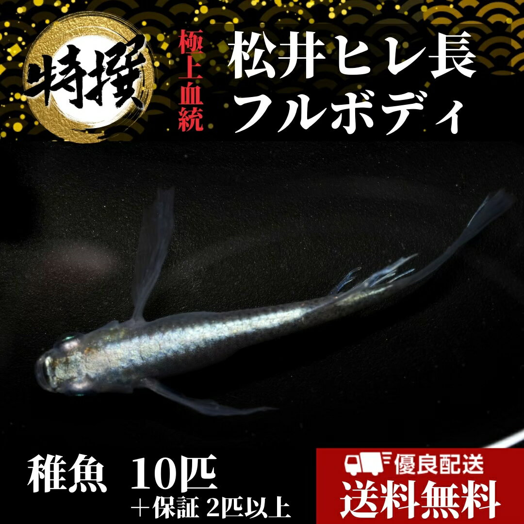 ※北海道・九州・沖縄・離島は送料無料対象外となります。ご注文の際は送料が加算されます。(北海道・九州・離島＋300円、沖縄＋800円) 【商品の説明】 松井ヒレ長フルボディ　稚魚10匹 ※写真は親魚の参考画像です。グレードにこだわりのある方は現物出品個体をお求めください。 ※完全ランダムにて選別いたします。大きさの指定、雌雄の指定は致しかねます。(ペア販売除く) ※飼育方法などの説明書は添付しておりません。ご不安な方は公式ラインまでお問い合わせください。 ※卵につきまして、お客様の飼育方法により必ずしも孵化するとは限りません。ご不安な方は飼育担当者に公式ラインまでお問い合わせ下さい。 【注意事項】 ・ご到着後、商品に間違いがないか、数が入っているかを必ずお確かめの上開封して下さい。開封後はいかなる場合であっても対応致しかねます。 ・到着後の管理は自己責任でお願い致します。 ・万全な体調でお送りする為、最短でお送り出来ない場合がございます。 ・稀に他の生物が混入する場合がございます。 ・季節によって価格が変動する場合がございます。 【死着補償について】 ・死着補償を兼ね、＋αして発送させて頂きます。＋α分の死着に関しましては補償対象外となります。 ・不具合がございましたら、商品到着後30分以内に袋を開封せず、写真と一緒に公式ラインやお電話にてご連絡下さい。 ・お客様のご都合により、商品のお受け取りが遅れた場合補償対象外となりますのでご了承下さい。