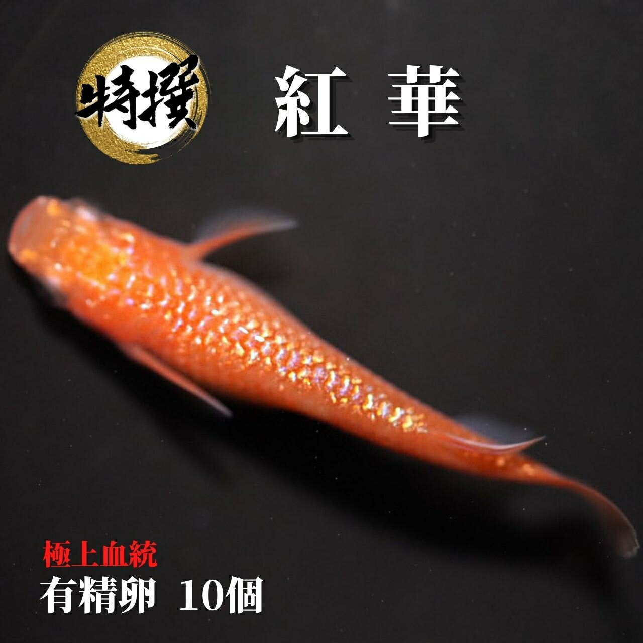 ͭ10ġۥ Ȳڡڤ  ॷ ߥ PSB Ʊǽ ƱԲ