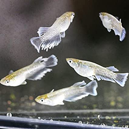 メダカエメキン めだか ちぎょ 観賞魚 ゾウリムシ ミジンコ PSB と同梱可能 生クロレラ同梱不可