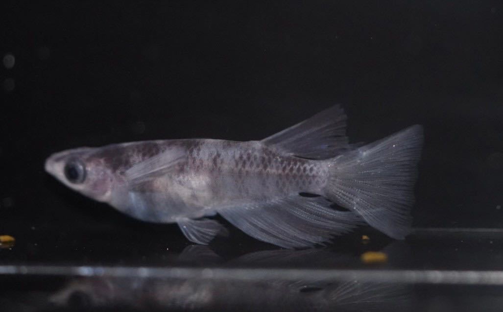 メダカ【和墨リアルロングフィン 稚魚5匹】わずみ ゾウリムシ ミジンコ PSB と同梱可能 生クロレラ同梱不可のサムネイル