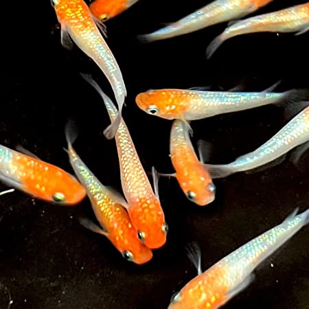 メダカ【桜小町 有精卵5個】ゾウリムシ ミジンコ PSB と同梱可能 生クロレラ同梱不可のサムネイル