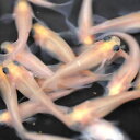 【成魚10匹】メダカ 出目パンダ【めだか】目高 生体 ゾウリムシ ミジンコ PSB と同梱可能 生クロレラ同梱不可