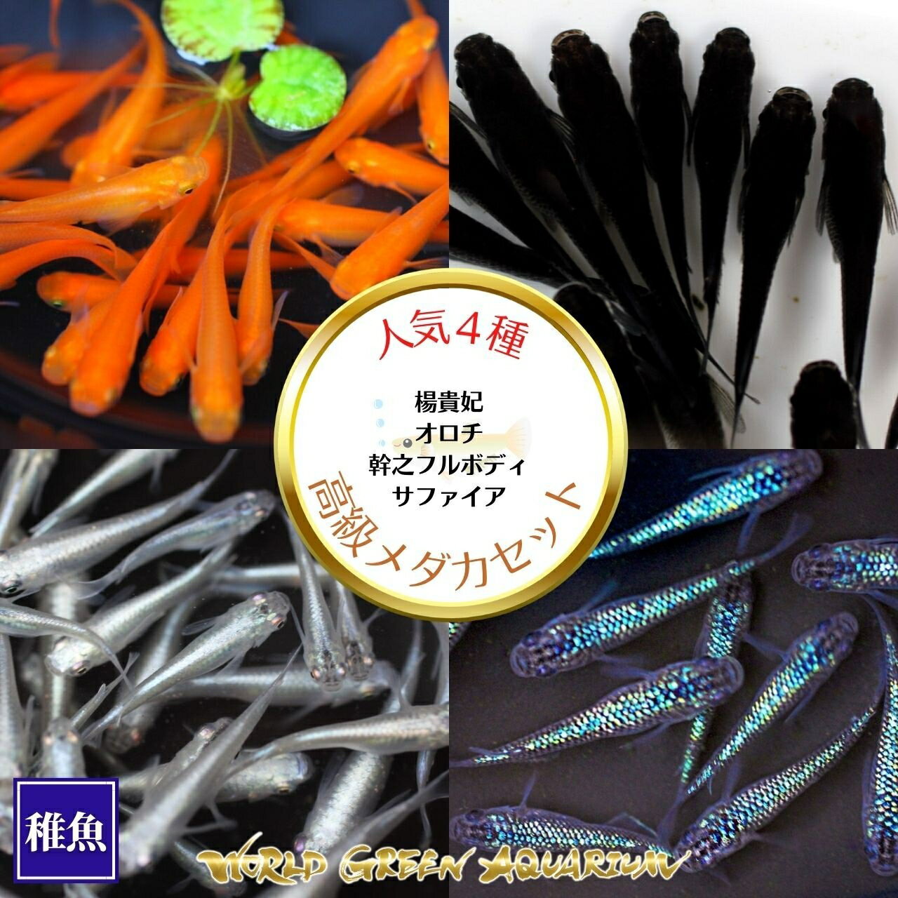 メダカ 送料無料【人気4種類C稚魚20匹＋α 数量限定で餌付！楊貴妃 オロチ 幹之フルボディ サファイア】生体 めだか ミジンコ ゾウリムシ PSB と同梱可能 生クロレラ同梱不可