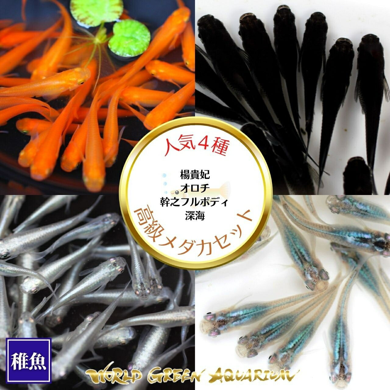 メダカ 送料無料【人気4種類A稚魚20匹＋α 数量限定で餌付！楊貴妃 オロチ 幹之フルボディ 深海】生体 めだか ミジンコ ゾウリムシ PSB と同梱可能 生クロレラ同梱不可