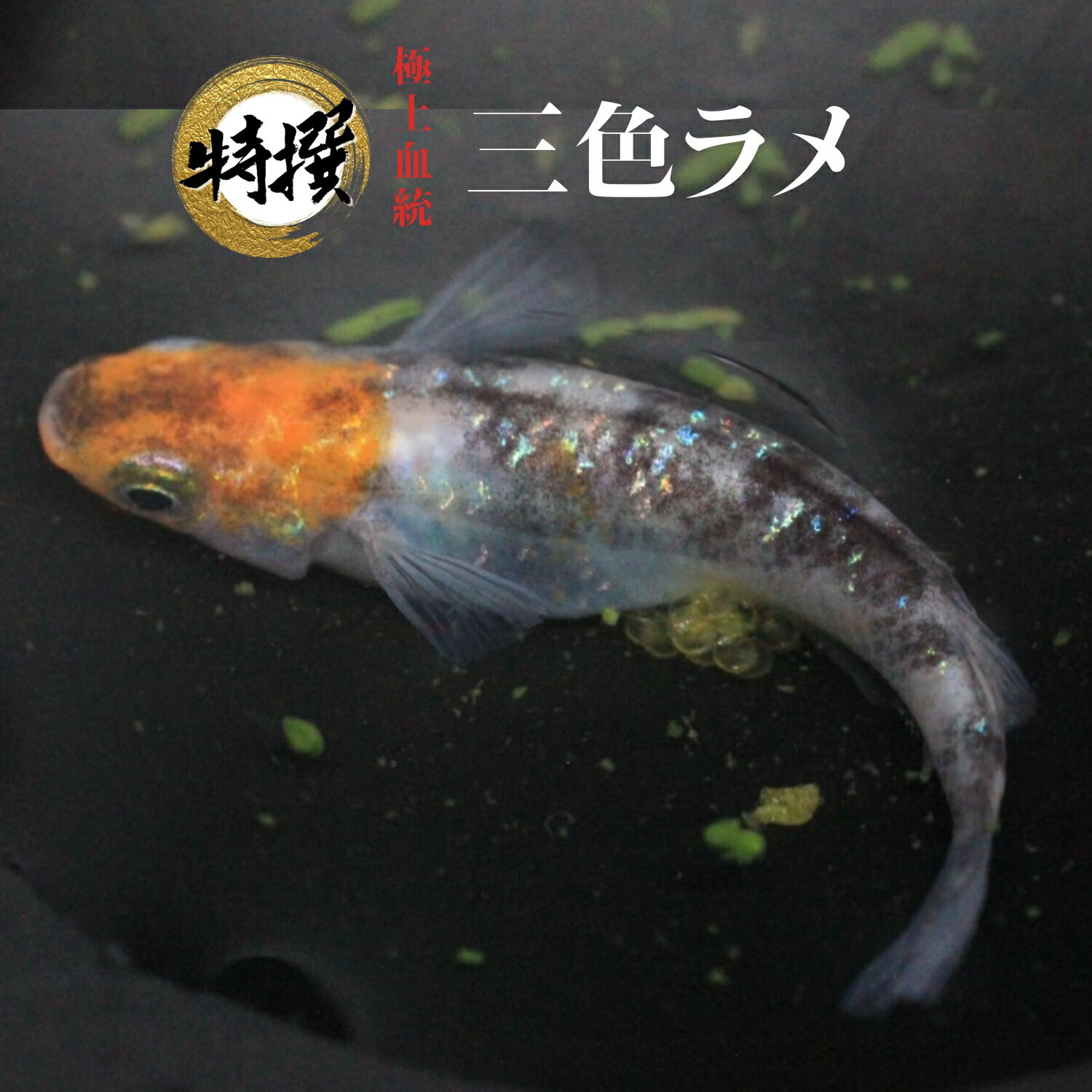 メダカ 入門さんしょくらめ 初心者 めだか 生体 観賞魚 ゾウリムシ ミジンコ PSB と同梱包可能 生クロレラ 同梱不可