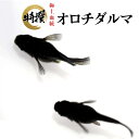 【5匹】メダカ オロチダルマ【送料無料】S~SSサイズ 稚魚 めだか 目高 生体 ダルマメダカ ゾウリムシ ミジンコ PSB と同梱包可能 生クロレラ同梱不可(4)