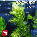 【送料無料】メダカの水草【国産無