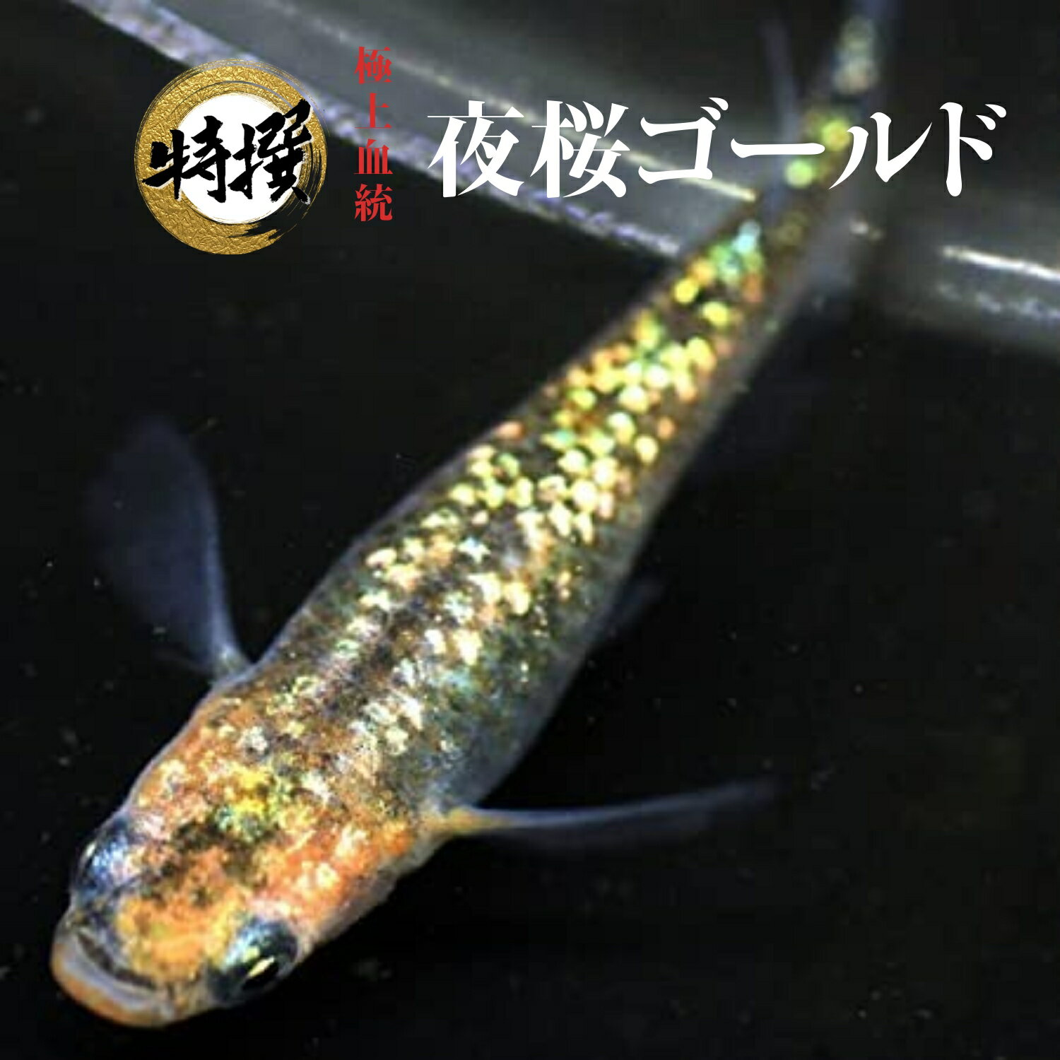 ★☆大好評につき延長☆★5/17 21時～5/23迄限定500円OFFクーポン★☆【送料無料】【稚魚10匹】メダカ【夜桜ゴールド 稚魚】めだか 生体 目高 夜桜 ラメ ゾウリムシ ミジンコ PSB と同梱可能 生クロレラ同梱不可