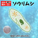 【送料無料】メダカ 餌【ゾウリム