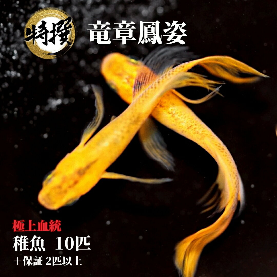 メダカ【竜章鳳姿 稚魚10匹】ゾウリムシ ミジンコ PSB と同梱可能 生クロレラ同梱不可のサムネイル