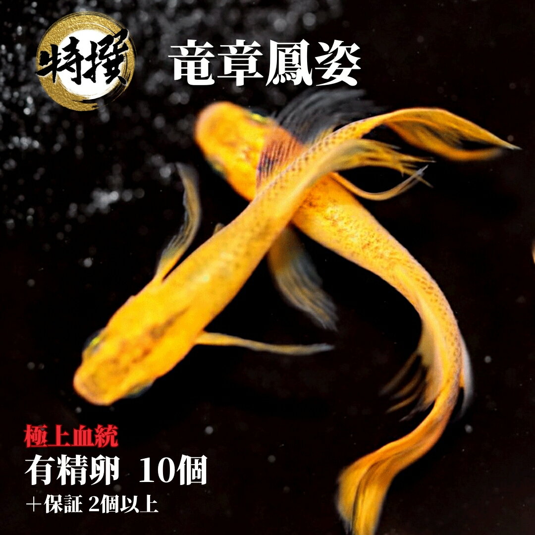  ε˱ ͭ10ġۥॷ ߥ PSB Ʊǽ ƱԲ