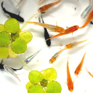 【有精卵10個】メダカの卵 ミックスメダカ【送料無料】めだか 紅帝 楊貴妃 オロチ 深海 桜小町など多数の人気品種入り!ゾウリムシ ミジンコ PSB と同梱可能 生クロレラ同梱不可