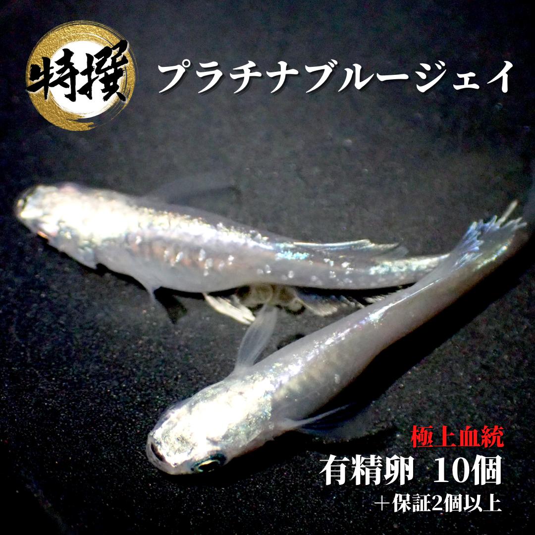  ڥץʥ֥롼 ͭ10ġۤ ॷ ߥ PSB Ʊǽ ƱԲ