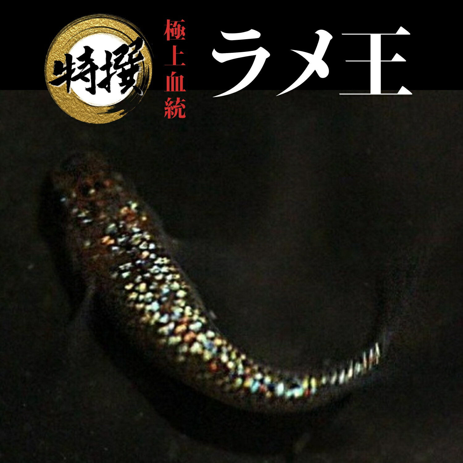 メダカ【ラメ王】めだか 生体 ゾウリムシ ミジンコ PSB と同梱可能 生クロレラ同梱不可のサムネイル