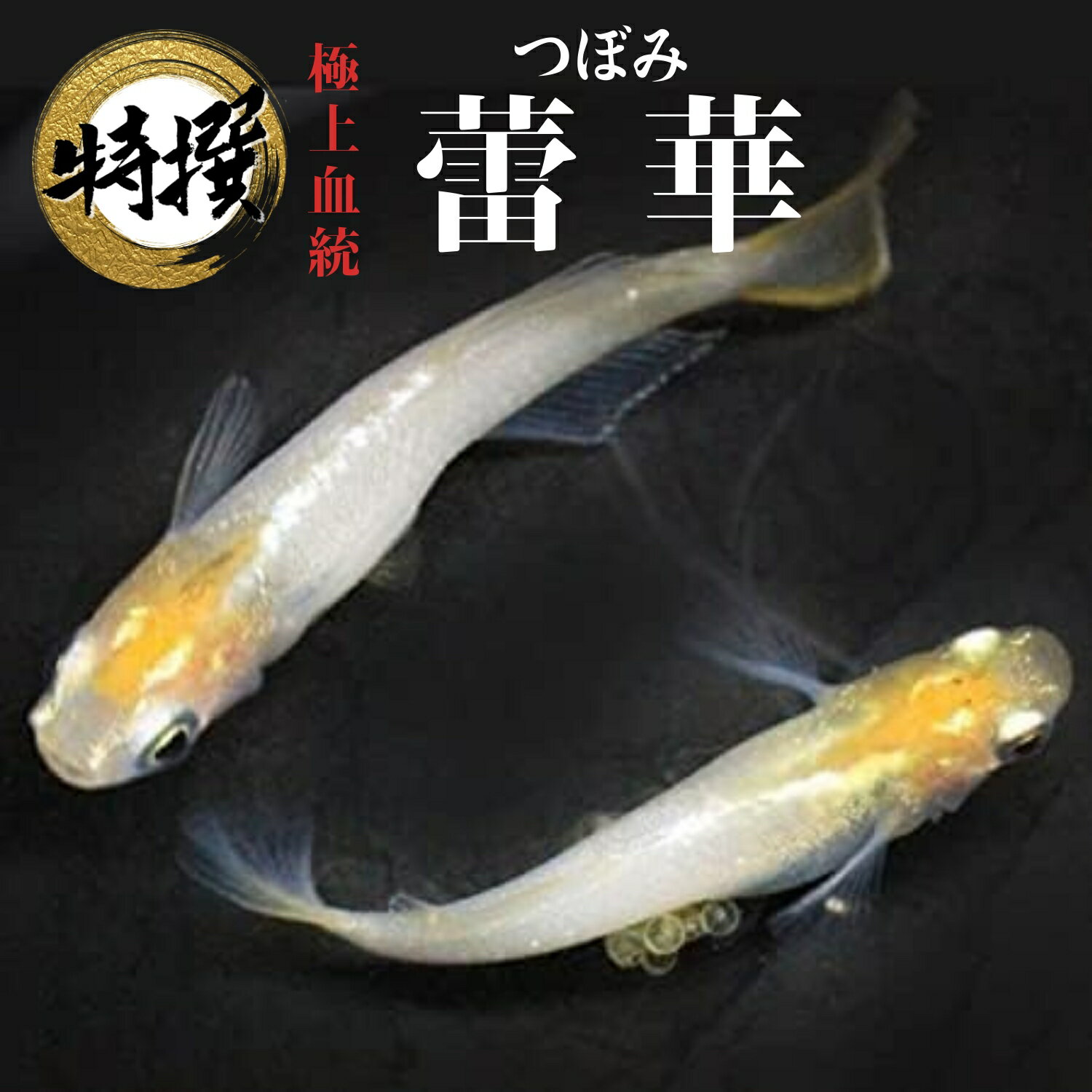 鲲ڡۤ  Ĥܤ ॷ ߥ PSB Ʊǽ ƱԲ