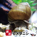 【送料無料】メダカ 貝【ヒメタニシ 10匹】メダカのお供に！めだか 生体 コケ取り 苔取り 苔取 巻貝 フグの餌 ゾウリムシ ミジンコ と同梱可能