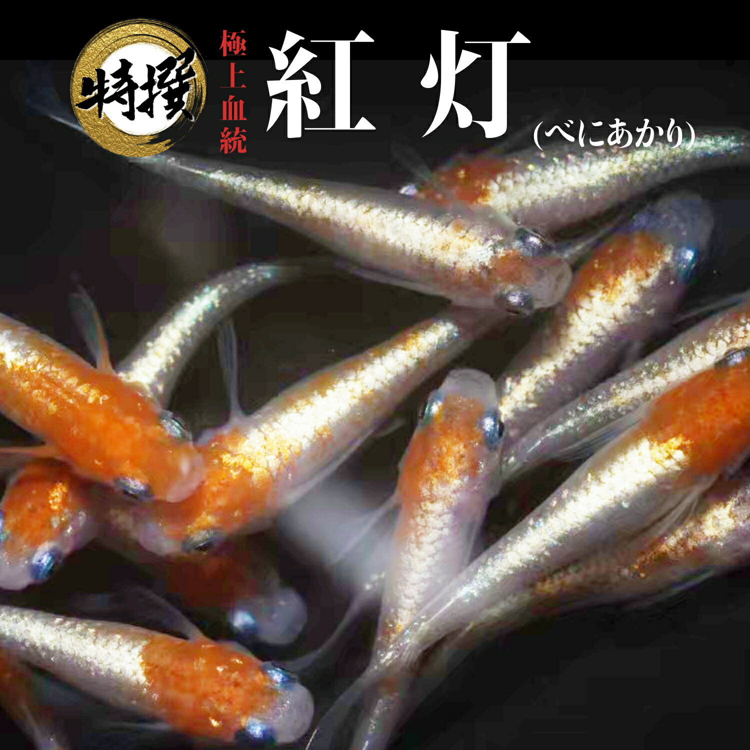 ڹۤ  ٤ˤ ॷ ߥ PSB Ʊǽ ƱԲ