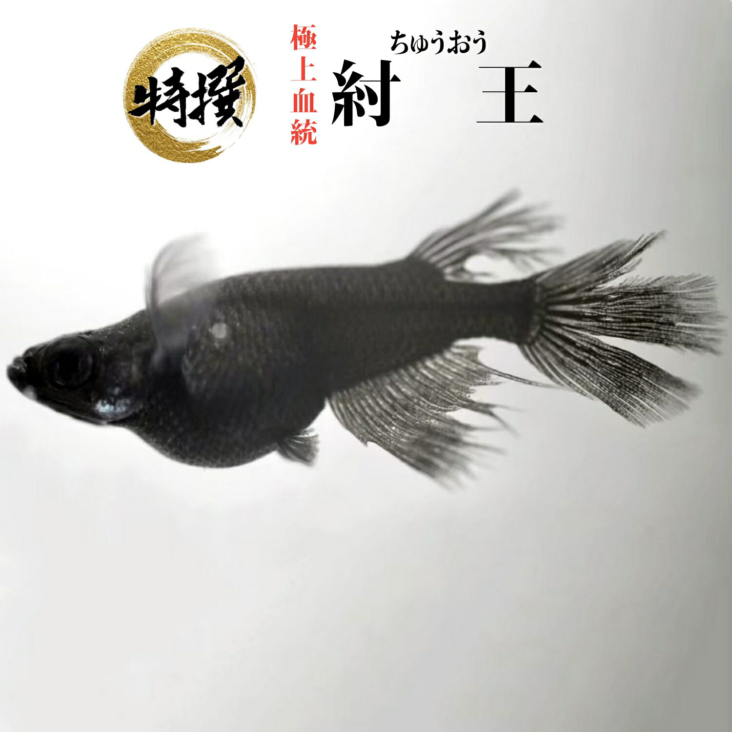 ͭ5ġۥ 塲ڤܹ  夦 է ॷ ߥ PSB Ʊǽ ƱԲ