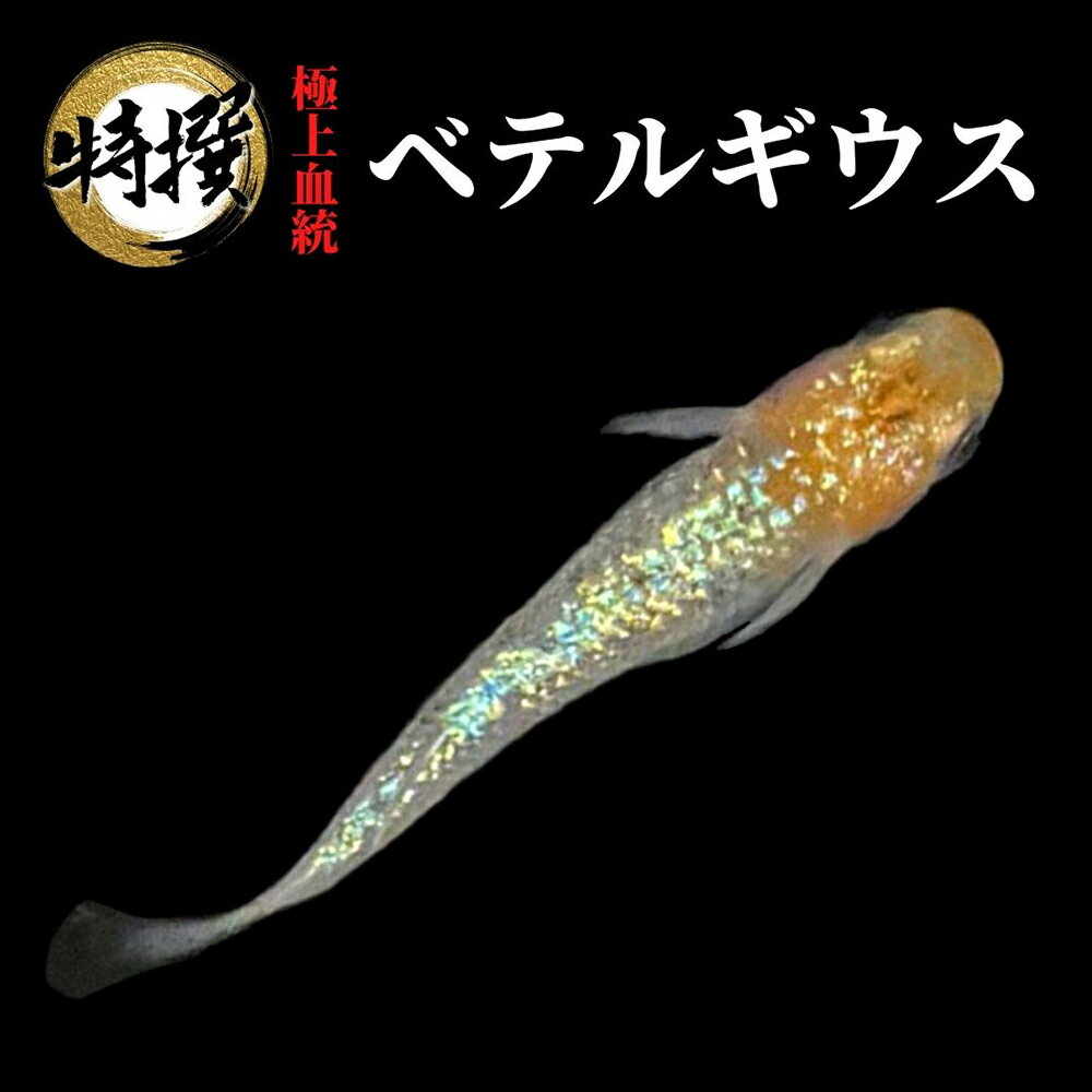 【稚魚10匹】メダカ ベテルギウス【送料無料】生体 目高 ゾウリムシ ミジンコ PSB と同梱可能 生クロレラ同梱不可