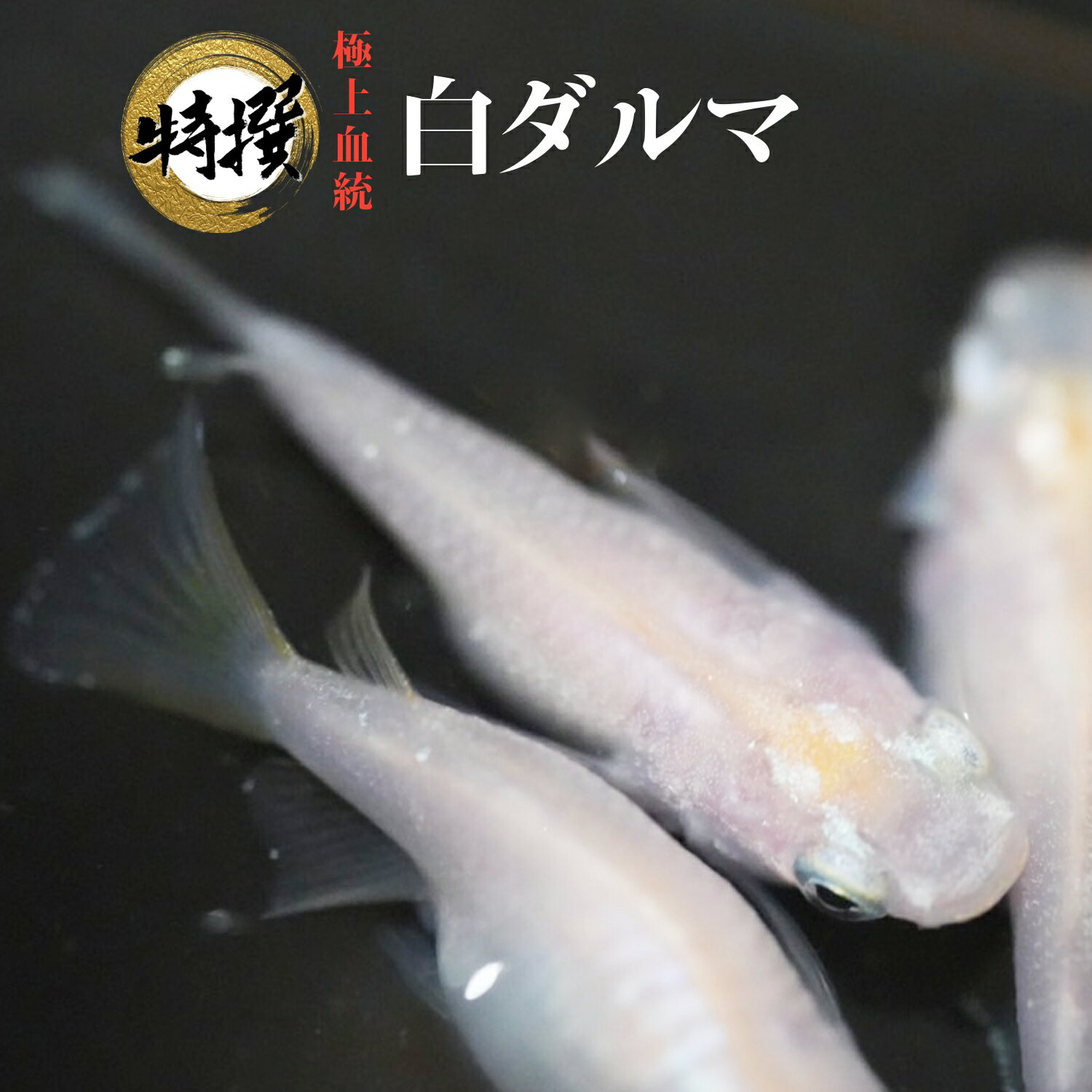  ޡۤ ޥ ޥ ܹ  ॷ ߥ PSB Ʊǽ ƱԲ